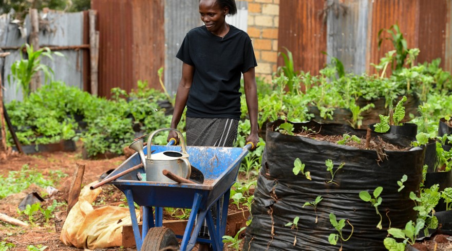  Belinda tends to her urban farm at the offices of Beacon of Hope, Nairobi.