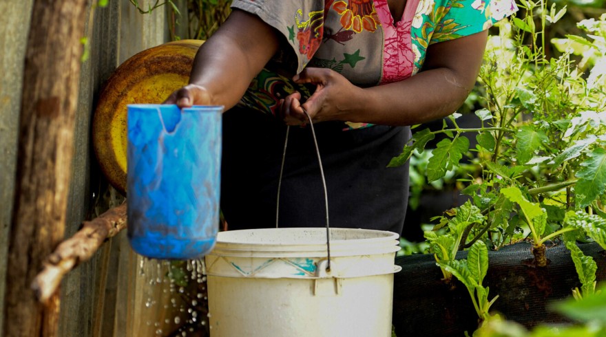 With no running water available for her plants, Fridah must carefully conserve  every drop
