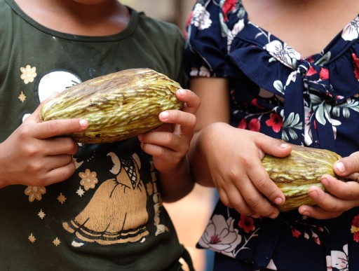 Aurelia's grandchildren, Sheny 9, Karla 7, holding cacao pods.