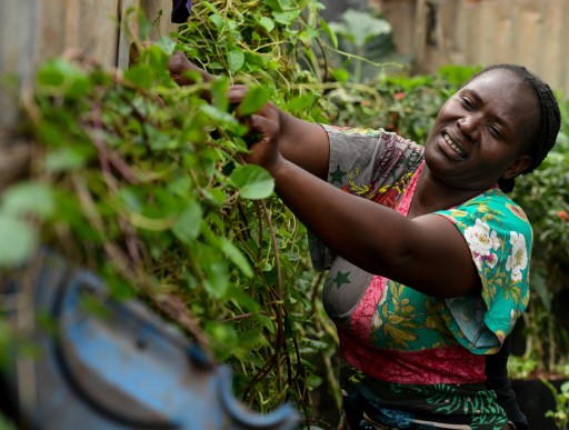 Fridah tending her urban farm in Dagoretti, Nairobi